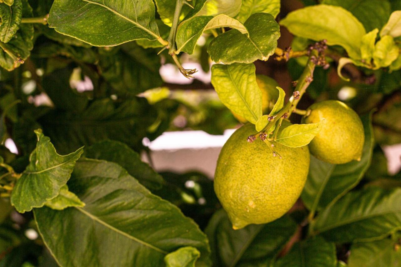 Lemon Tree Apartment Luz Eksteriør billede